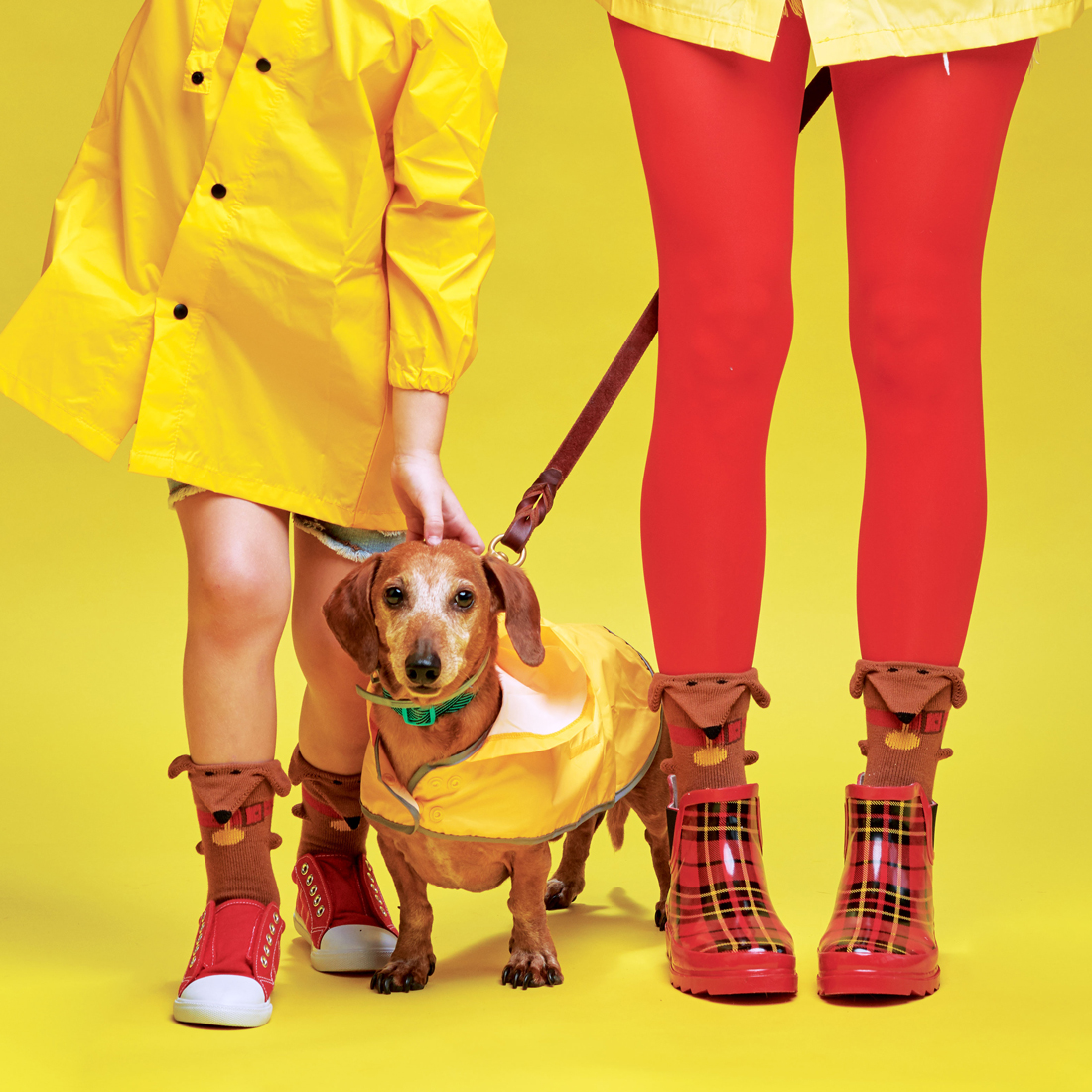 Woman in red tights and little girl, both wearing bright yellow raincoats, 3D dachshund weiner dog socks, and red rainboots, with a dachshund weiner dog in the middle, also wearing a yellow raincoat, on a bright yellow background.